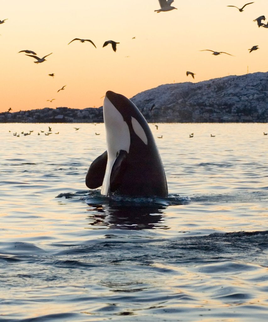 avvistamento balene norvegia isole lofoten andenes