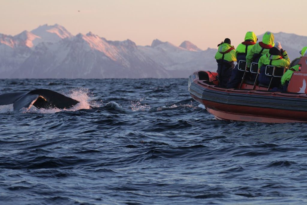 avvistamento balene norvegia isole lofoten andenes