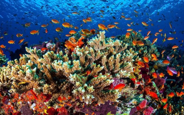 australia grande barriera corallina