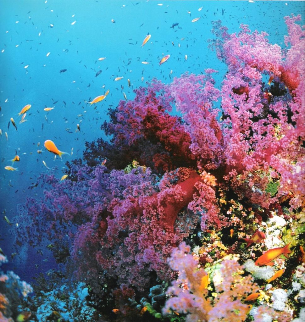 australia grande barriera corallina