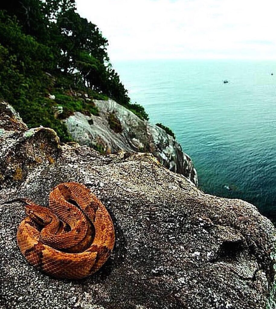 brasile queimada grande isola serpenti